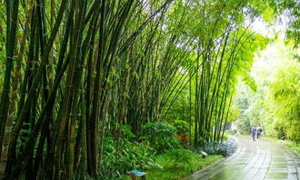 竹子作文托物言志開(kāi)頭