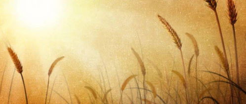 滿分初中作文的好開頭和結(jié)尾