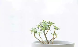 一種我喜歡的植物作文開頭結(jié)尾