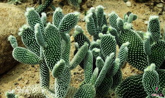 寫(xiě)仙人掌的作文怎么開(kāi)頭