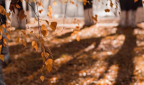 這一刻我珍惜作文開頭