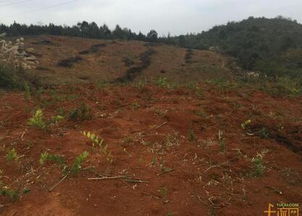 設(shè)施農(nóng)用地復(fù)墾保證書范文(設(shè)施農(nóng)用地復(fù)墾保證書)