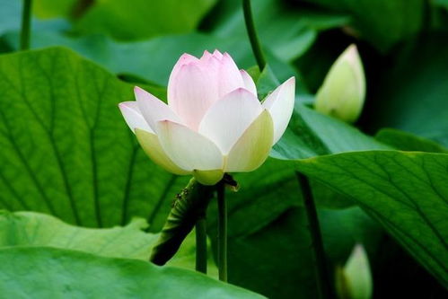 有這么一種愛(ài)作文開(kāi)頭