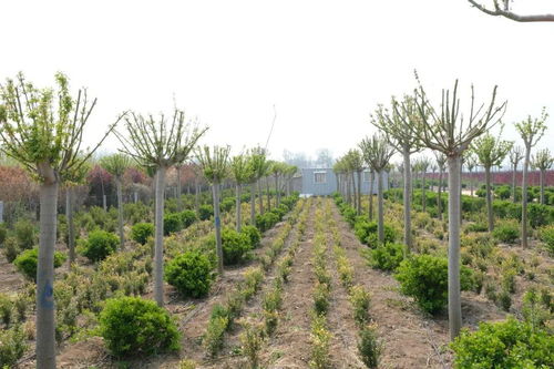 春季造林綠化工作總結(jié)(春季造林綠化工作匯報(bào))