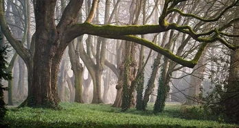 人工移植樹木的日記(觀察樹木的日記)