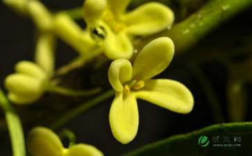 寫桂花作文的開頭句