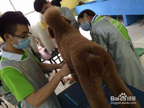 專業(yè)寵物美容機(jī)構(gòu)美容步驟(專業(yè)寵物美容機(jī)構(gòu)美容步驟)