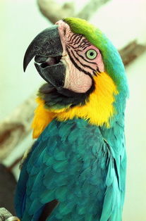 我的動(dòng)物朋友鸚鵡作文好開頭