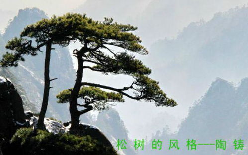 寫松樹的作文的開頭