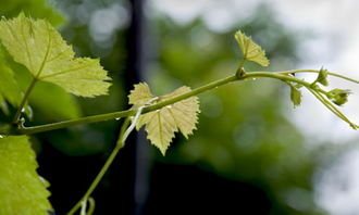 寫關(guān)于約定的作文開頭怎么寫
