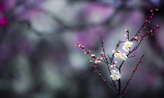 心香一縷作文的開頭結(jié)尾