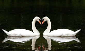 天鵝作文好開頭