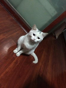 收養(yǎng)小貓(收養(yǎng)小貓)