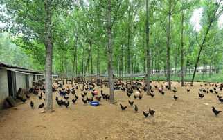 特色養(yǎng)殖好項目(養(yǎng)殖創(chuàng)業(yè)好項目)