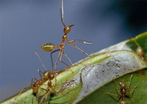 描寫螞蟻的作文開頭