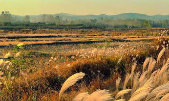 鄉(xiāng)村秋色作文開頭