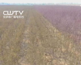 保護森林微話題的作文開頭與結尾