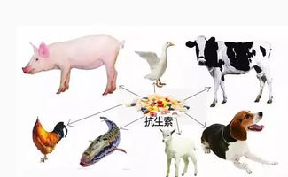 我國抗生素濫用現(xiàn)狀及其對策(我國抗生素濫用現(xiàn)狀及其對策)