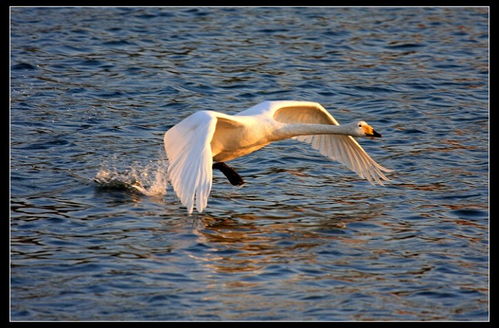 寫(xiě)白天鵝作文的開(kāi)頭