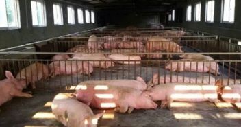 關(guān)于養(yǎng)豬場年終工作總結(jié)(養(yǎng)豬場年終工作總結(jié))