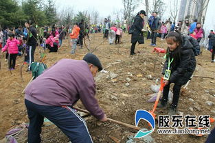 小學生植樹活動社會實踐報告(小學生植樹的活動方案)