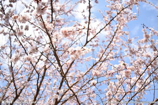 關(guān)于桃花文化的作文開(kāi)頭