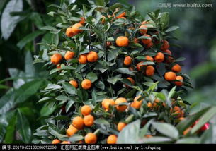 關(guān)于桔子樹作文開頭和結(jié)尾