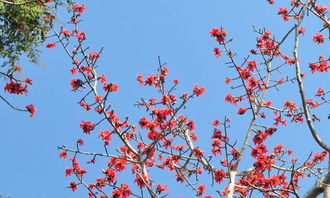 木棉樹(shù)作文300字開(kāi)頭
