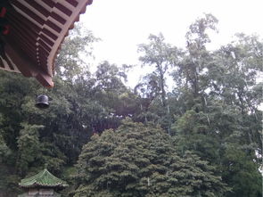 圭峰山綠護屏作文開頭