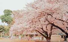 櫻花作文開頭唯美句子