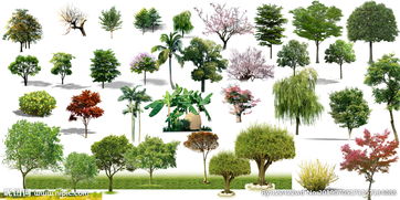 用樹(shù)種造句(用介意造句造句)