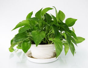 頑強(qiáng)綠蘿作文開頭