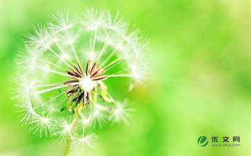 我是一株蒲公英作文好開頭