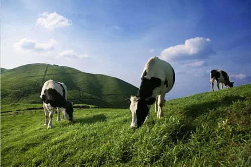 寫景屏山牧場(chǎng)作文開(kāi)頭