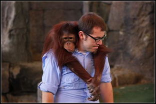 關(guān)于被動物感動的作文開頭