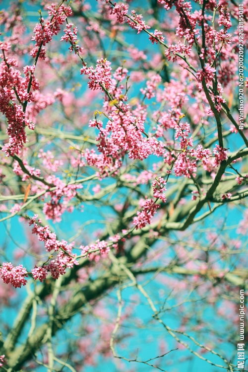 那滿樹花開作文優(yōu)秀開頭
