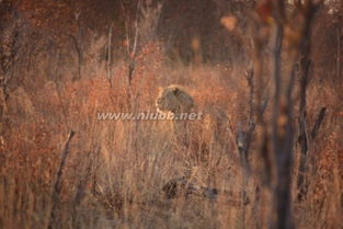 一次難忘的經(jīng)歷作文開(kāi)頭