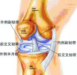 登山如何保護膝關(guān)節(jié)？(登山如何保護膝關(guān)節(jié))