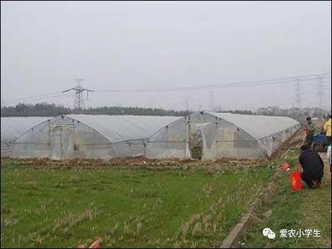 淺談設(shè)施農(nóng)業(yè)如何安全合理使用農(nóng)藥(如何合理使用音響)