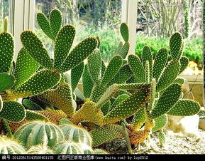 電腦和仙人掌作文開頭