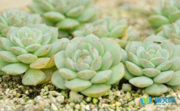 多肉的作文(紅燒肉的營養(yǎng)損失多 )