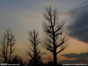 作文開(kāi)頭暮色降臨