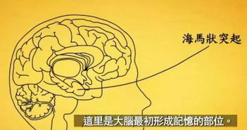 關(guān)于高度的作文開頭