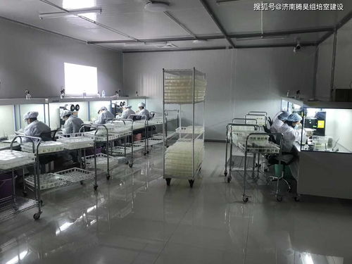 工廠化生產組培苗的成本控制技術(什么是工廠化育苗 )