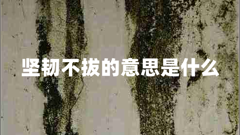 堅(jiān)韌不拔的意思是什么