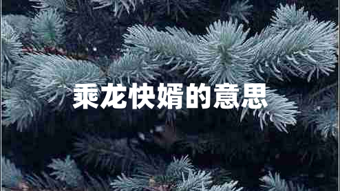 乘龍快婿的意思