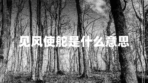 見(jiàn)風(fēng)使舵是什么意思