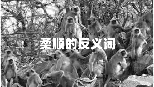 柔順的反義詞 柔順的反義詞