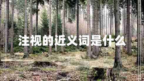 注視的近義詞是什么 注視的近義詞是什么