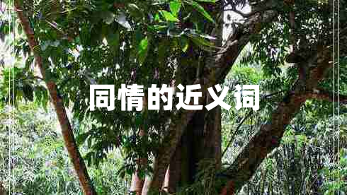 同情的近義詞 同情的近義詞